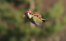 Une belette fait un vol à dos de pic-vert