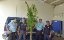 Des plants de paka de plus de 3 mètres saisis à Hiva Oa