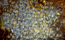 L'Australie renonce à sa lutte contre Varroa, parasite dévastateur pour les abeilles