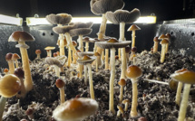 Les infections causées par les champignons, une menace croissante