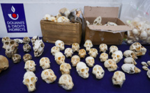 Espèces protégées: la douane alerte sur le trafic de grande ampleur de crânes de primates d'Afrique
