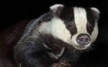 Un blaireau stressé amateur de palace interdit l'entrée d'un hôtel de Stockholm