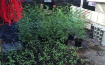 Deux opérations à Taravao contre des dealers de pakalolo