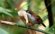 Birmanie: redécouverte d'un oiseau que l'on croyait disparu