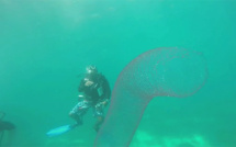 Des plongeurs filment une étrange créature marine au large des Philippines (Vidéo)