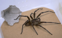 Au Brésil, une araignée venimeuse au secours des problèmes d'érection