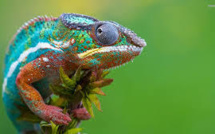 Le caméléon réorganise ses nano-cristaux pour changer de couleur