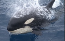 Terres australes et antarctiques françaises : des territoires isolés à la biodiversité menacée