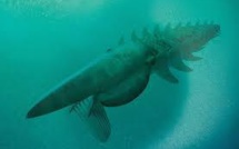 Découverte d'un monstre marin vivant il y a 480 millions d'années