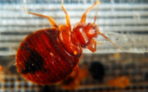 A l'Assemblée nationale, haro sur les punaises de lit