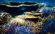 Engagement de 12 milliards de dollars pour sauver les récifs coralliens