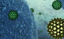 La bataille contre l'hépatite B peut être gagnée d'ici 10 à 20 ans