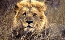 Le lion fait son retour au Gabon