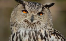 Un hibou qui terrorisait une ville des Pays-Bas enfin capturé