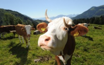 Nouveau radar : avion ennemi ? non vache suisse