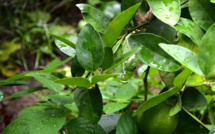 Maladie des agrumes : SOS vergers en dangers