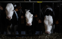 Les éleveurs du Sud-Ouest inquiets face à la maladie hémorragique épizootique