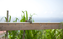 Guadeloupe: des écoles fermées après une alerte sur la qualité de l'eau