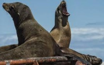 Opération de sauvetage en Californie pour près de 2.000 lions de mer affamés