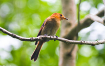 Une agence nationale pour sauver notre biodiversité