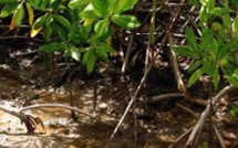 Biodiversité: feu vert de l'Assemblée à une action accrue de l'Etat pour les mangroves et récifs coralliens