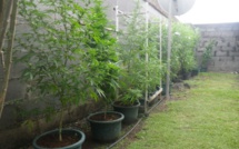 Un gros planteur de Papara incarcéré à Nuutania