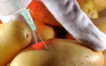 De nouvelles pommes de terre et pommes OGM autorisées à la vente aux Etats-Unis