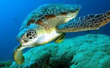 Les tortues vertes de retour en Floride et au Mexique