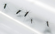 Dengue: pour la première fois, un cas autochtone en région parisienne