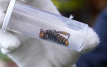 Avec le réchauffement climatique, les insectes font de la résistance en automne