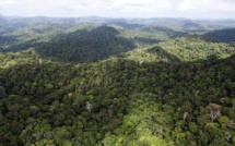 Une quinzaine de pays s'engagent à restaurer plus de 60 millions d'hectares de forêt