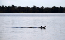 Sécheresse en Amazonie: 10% des dauphins d'un lac décimés au Brésil