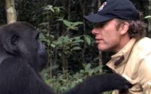 Au Gabon, quand les gorilles cohabitent avec l'Homme