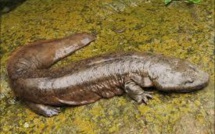 Découverte d'une espèce inconnue de salamandre géante qui vivait il y a plus de 200 millions d'années