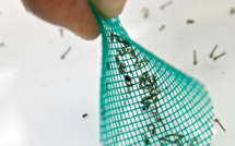 Aux Antilles, l'épidémie de dengue stagne à des niveaux élevés