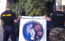 1 300 pieds de paka arrachés lundi