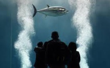 Hécatombe de thons dans un populaire aquarium de Tokyo