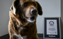 Bobi, sacré le chien le plus vieux du monde, est mort à 31 ans