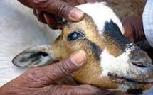 Campagne mondiale pour l'éradication de la peste des petits ruminants
