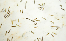 Comment nos militaires sont protégés du paludisme