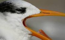 En Guyane, des oiseaux contaminés au mercure