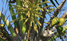 La fleur de coco permet de lutter contre l'impuissance sexuelle