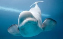 Québec: la protection des bélugas l'emporte face au pétrole
