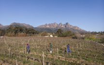 Entre gel, mildiou ou sécheresses, la production mondiale de vin au plus bas depuis 1961