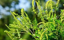 La lutte contre les espèces végétales et animales envahissantes inscrite dans le code de la santé