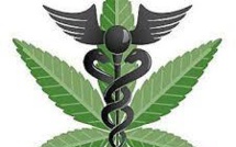 Chili : première récolte de cannabis autorisé à des fins thérapeutiques