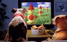 DogTV, chaîne pour toutous désoeuvrés, arrive en France