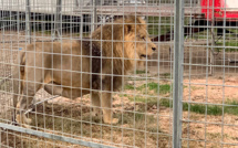 Italie: le lion Kimba de retour dans sa cage, son propriétaire cherche à rassurer