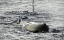 La Dominique va créer la première réserve de cachalots au monde