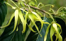 La fleur d'ylang ylang, or des Comores et reine des parfumeurs